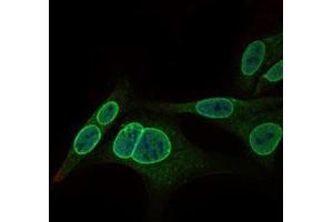 Image no. 3 for anti-Nuclear Receptor Subfamily 6, Group A, Member 1 (NR6A1) antibody (ABIN1491624)