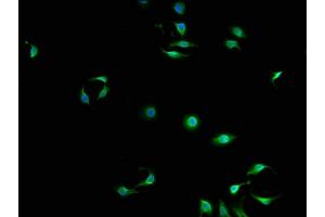 Immunofluorescence staining of A549 cells with ABIN7150685 at 1:100, counter-stained with DAPI. (DAPP1 anticorps  (AA 1-280))