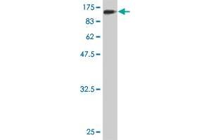 Western Blot detection against Immunogen (83.