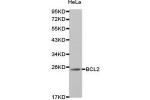 Western Blotting (WB) image for anti-B-Cell CLL/lymphoma 2 (BCL2) antibody (ABIN1871251) (Bcl-2 anticorps)
