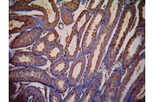 LDHC polyclonal antibody  (1 ug/mL) staining of paraffin embedded mouse testis. (Lactate Dehydrogenase C anticorps  (AA 221-233))