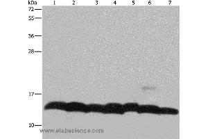 Western blot analysis of K562 cell, mouse pancreas tissue and Hela cell, mouse thymus tissue and 293T cell, NIH/3T3 and LoVo cell, using HIST4H4 Polyclonal Antibody at dilution of 1:300 (Histone H4 anticorps)