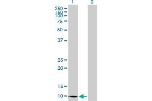 Western Blot analysis of CLPS expression in transfected 293T cell line by CLPS MaxPab polyclonal antibody. (CLPS anticorps  (AA 1-112))