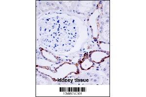 OTU7B Antibody immunohistochemistry analysis in formalin fixed and paraffin embedded human kidney tissue followed by peroxidase conjugation of the secondary antibody and DAB staining. (OTUD7B anticorps  (C-Term))