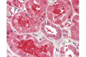 Anti-MFNG / Manic Fringe antibody IHC staining of human kidney.