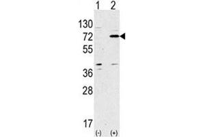 Western blot analysis of APG7 antibody and 293 lysate transiently transfected with the ATG7 gene. (ATG7 anticorps  (AA 284-313))