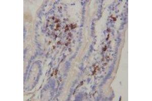 Image no. 1 for anti-Interleukin 8 (IL8) (AA 77-95) antibody (ABIN1493488)