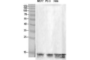 Western Blot (WB) analysis of specific cells using Histone H2B Polyclonal Antibody.