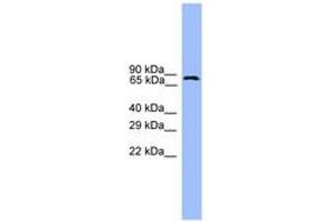 Image no. 1 for anti-Ubiquitin Specific Peptidase 1 (USP1) (AA 701-750) antibody (ABIN6745391) (USP1 anticorps  (AA 701-750))