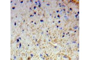 IHC-P analysis of Brain tissue, with DAB staining. (OTUB1 anticorps  (AA 1-271))