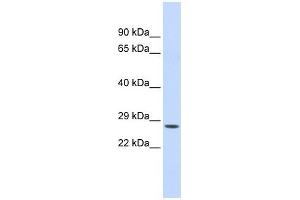 Chymotrypsin C antibody used at 1 ug/ml to detect target protein. (Elastase 4 anticorps)