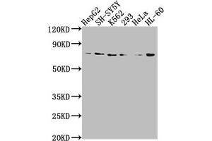 Western Blot Positive WB detected in: HepG2 whole cell lysate, SH-SY5Y whole cell lysate, K562 whole cell lysate, 293 whole cell lysate, Hela whole cell lysate, HL60 whole cell lysate All lanes: VASN antibody at 1:2000 Secondary Goat polyclonal to rabbit IgG at 1/50000 dilution Predicted band size: 72 kDa Observed band size: 72 kDa