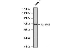 Western blot analysis of extracts of HepG2 cells using SLC27A2 Polyclonal Antibody.