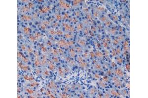 Used in DAB staining on fromalin fixed paraffin- embedded pancreas tissue (GP2 anticorps  (AA 301-506))
