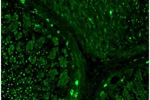 Immunohistochemistry staining (paraffin sections) of alpha-tubulin in human stomach using mouse monoclonal antibody TU-16 (diluted 1:400), detected with GAM IgG-Alexa Fluor488 (diluted 1:200, green).