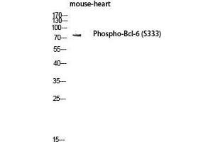 Western Blot (WB) analysis of Mouse Heart lysis using Phospho-Bcl-6 (S333) antibody. (BCL6 anticorps  (pSer333))