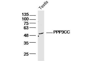 Mouse testis lysates probed with PPP3CC Polyclonal Antibody, Unconjugated  at 1:300 dilution and 4˚C overnight incubation. (PPP3CC anticorps  (AA 51-150))