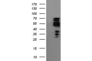 Image no. 1 for anti-Zinc Finger and SCAN Domain Containing 18 (ZSCAN18) antibody (ABIN1501858) (ZSCAN18 anticorps)