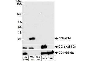 Western Blotting (WB) image for anti-CD8a Molecule (CD8A) (AA 22-180) antibody (ABIN7449371) (Recombinant CD8 alpha anticorps  (AA 22-180))