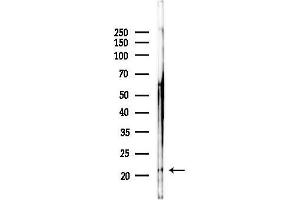 anti-Cytochrome C Oxidase Subunit IV Isoform 2 (Lung) (COX4I2) (Internal Region) antibody