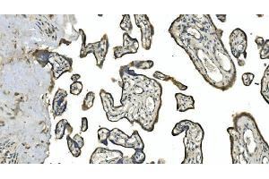 IHC analysis of Carbonic Anhydrase 13/CA13 using anti-Carbonic Anhydrase 13/CA13 antibody (ABIN7603164). (CA13 anticorps  (N-Term))
