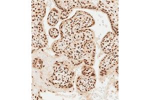 Immunohistochemical analysis of paraffin-embedded Human placenta tissue using (ABIN1537918 and ABIN2849884) performed on the Leica® BOND RXm.