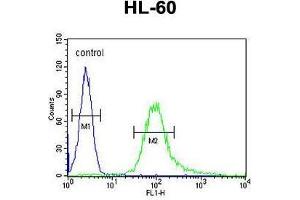 B3GNT4 Antibody (Center) flow cytometric analysis of HL-60 cells (right histogram) compared to a negative control cell (left histogram).