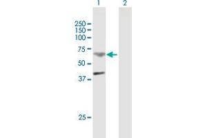 Western Blot analysis of TMPRSS11B expression in transfected 293T cell line by TMPRSS11B MaxPab polyclonal antibody. (TMPRSS11B anticorps  (AA 1-416))