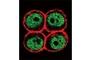 Confocal immunofluorescent analysis of anti-PCNA antibody with HeLa cells followed by Alexa Fluor 488-conjugated goat anti-rabbit lgG (green). (PCNA anticorps  (AA 89-117))