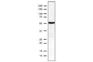 anti-Influenza Nucleoprotein antibody (Influenza A Virus H2N2) (H1N1), (H2N2), (H3N2), (H5N1), (H5N2)