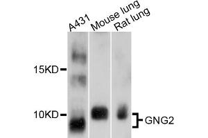 Western blot analysis of extracts of various cell lines, using GNG2 antibody (ABIN4903789) at 1:1000 dilution. (GNG2 anticorps)
