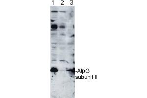 10 ug of chlorophyll/well of Chlamydomonas reinhardtii total cell extract (1),Chlamydomonas reinhardtii subunit II deletion mutant thylakoid membrane fraction (2),Arabidospsis thaliana thylakoid membrane fraction (3), were separated on 12-18%acrylamide-8M urea gel and blotted to nitrocellulose membrane.