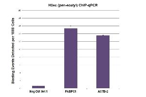 H3ac (pan-acetyl) antibody (pAb) tested by ChIP. (Histone 3 anticorps  (acLys))