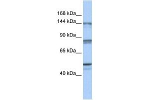 CSE1L antibody (70R-10430) used at 0. (Exportin 2 anticorps  (N-Term))