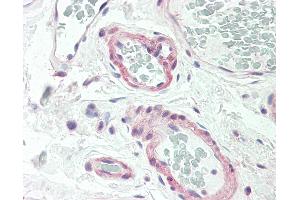 Anti-CALCR / Calcitonin Receptor antibody IHC staining of human colon, vessels.