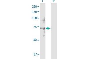 Western Blot analysis of NET1 expression in transfected 293T cell line by NET1 MaxPab polyclonal antibody.