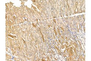 ABIN7094640 and ABIN7098690 at 1/100 staining Rat kidney tissue by IHC-P. (ITIH2 anticorps  (C-Term))