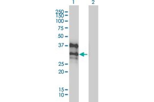 DLX4 Antikörper  (AA 1-98)