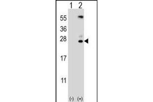 Western blot analysis of KLK6 (arrow) using rabbit polyclonal KLK6 Antibody (A13) (ABIN652195 and ABIN2840741). (Kallikrein 6 anticorps  (N-Term))