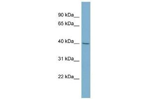 PRR5 antibody used at 1 ug/ml to detect target protein. (PRR5 anticorps)