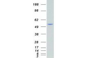 Validation with Western Blot