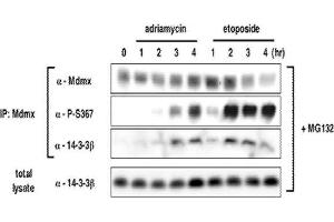 Western Blotting (WB) image for anti-Mdm4-binding Protein (MDM4) (pSer367) antibody (ABIN3201009) (MDM4-binding Protein anticorps  (pSer367))