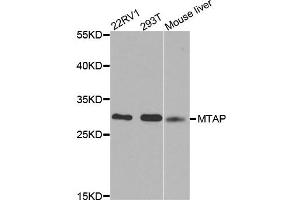 Western blot analysis of extracts of various cell lines, using MTAP antibody. (MTAP anticorps)
