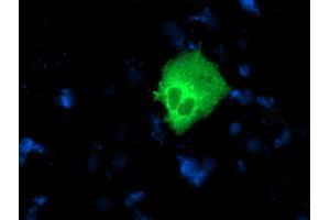 Immunofluorescence (IF) image for anti-Nucleobindin 1 (NUCB1) antibody (ABIN1499847) (Nucleobindin 1 anticorps)