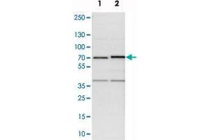 Western blot analysis of cell lysates with TRIP4 polyclonal antibody . (TRIP4 anticorps)