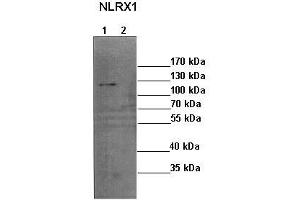 Western Blotting (WB) image for anti-NLR Family Member X1 (NLRX1) (N-Term) antibody (ABIN2774419) (NLRX1 anticorps  (N-Term))