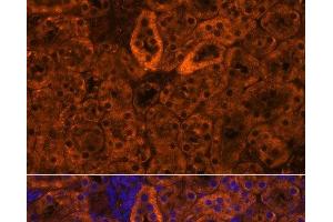 Immunofluorescence analysis of Mouse kidney using SCNN1G Polyclonal Antibody at dilution of 1:100. (SCNN1G anticorps)