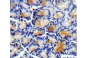 IHC-P analysis of Bowels tissue, with DAB staining. (LRG1 anticorps  (AA 37-340))