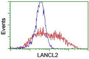 Image no. 2 for anti-LanC like 2 (LANCL2) (AA 212-450) antibody (ABIN1491208) (LANCL2 anticorps  (AA 212-450))
