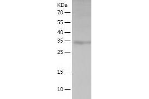 Western Blotting (WB) image for Renalase, FAD-Dependent Amine Oxidase (RNLS) (AA 18-342) protein (His-IF2DI Tag) (ABIN7124824)